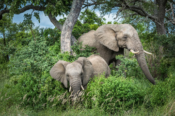 Elephants in Kruger National Park, South Africa.