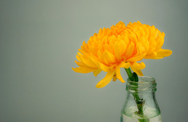 Yellow chrysanthemums flower in a glass bottle,Yellow flower background
