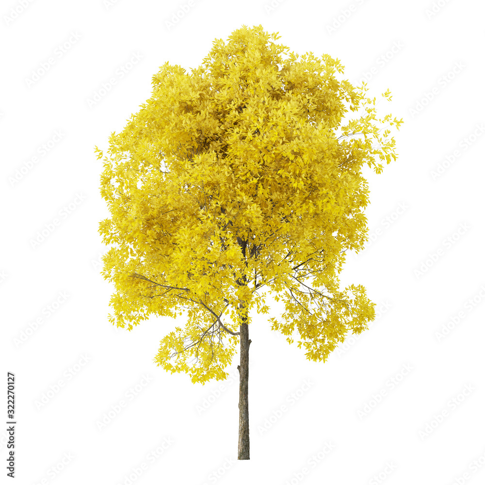 Wall mural tree on a white background. tree with yellow foliage. clipping path included. 3d rendering.