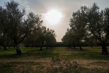 Naklejka premium The surroundings of the town of Sant Mateu