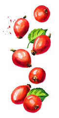 Falling ripe wild rose or Rosehip ripe red briar fruits. Hand drawn vertical watercolor illustration, isolated on white background