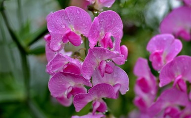 pink lathyrus flowers in nature
