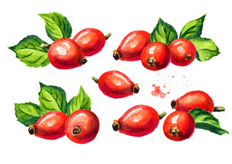 Wild rose or Rosehips with green leaf set. Hand drawn watercolor illustration, isolated on white background