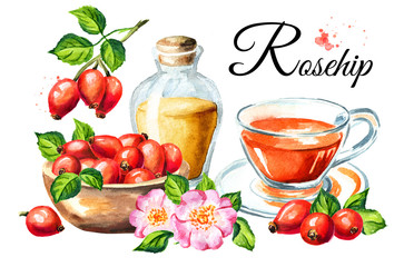 Wild rose or Rosehips with green leaf, oil and tea card. Hand drawn watercolor illustration, isolated on white background