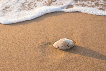 A coral piece on the sand beach in front of the sea