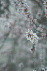 Blossom spring nature