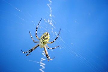 Araignée