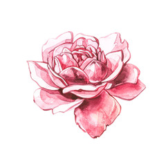 Watercolor pink wild roses. Wild flower set isolated on white. Botanical watercolor illustration, roses bouquet, rustic flowers. Isolated on white background.