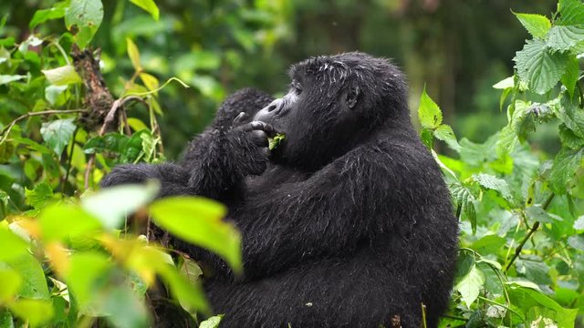 A gorilla with a child is sitting nearby, yawning, turning around and chewing on the young shoots of a bush