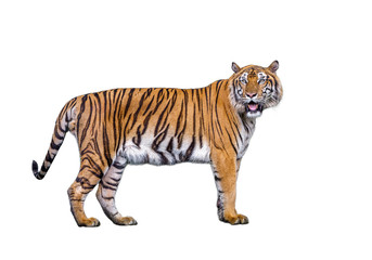 Sumatran tiger isolated on white background.
