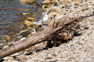 The nimble and fast black sea gull catches fish in the black sea, diving into the water from a...
