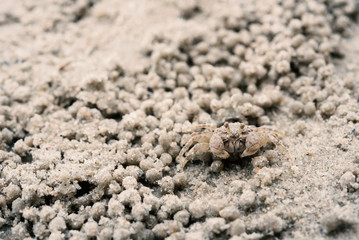 little white crab on sand closeup shot