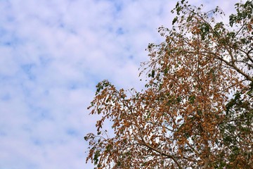 tree and blue sky
