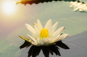 White lotus,Lotus flower of Buddha.