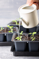 Dive flower sprouts into individual pots. Aster seedlings picking.  Sprout transplant. Springtime, gardening concept.