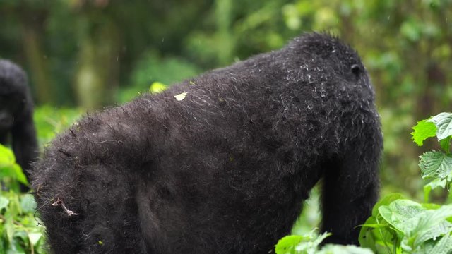 Close up a gorilla with a child moves to a new location