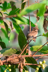 Baby birds waiting on their mother