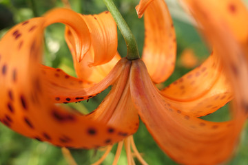 Under Side of Tiger Lily