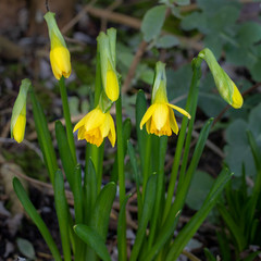 Early minature daffodils