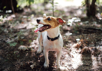 jack russell terrier playing in the forest