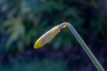 Daffodil about to open