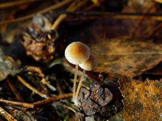 Little beautiful mushroom. Sunny day. Mycena Filopes.