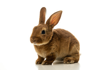 Baby of brown bunny rabbit isolated on white background.