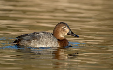 Pochard Female Swimming