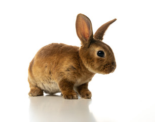 Baby of brown bunny rabbit isolated on white background.