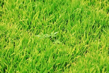 densely grown rice seedlings on the farm