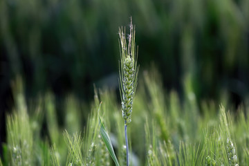 Imminent ripening of wheat ears
