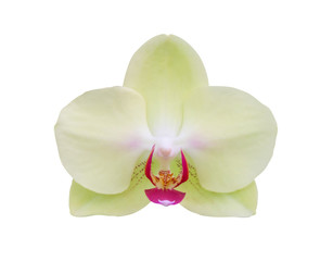 Beautiful phalaenopsis orchid flower isolated on white background