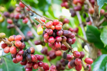 Fresh coffee beans on tree branches