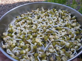 green gram sprouts  in bowl