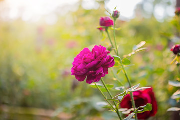 Beautiful colorful roses flower in the garden