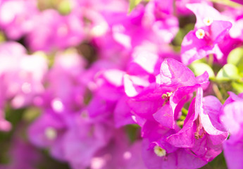 Naklejka na ściany i meble Closeup pink bougainvillea flowers in the garden, selective focus