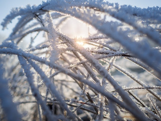 Obraz premium frozen grass with sunlight
