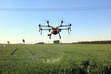 Fototapeta na wymiar Agricultural UAVs pesticide wheat on a farm, China