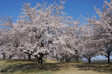 Fototapeta premium Sakura tree blooming in Spring season of the Public garden in Japan.
