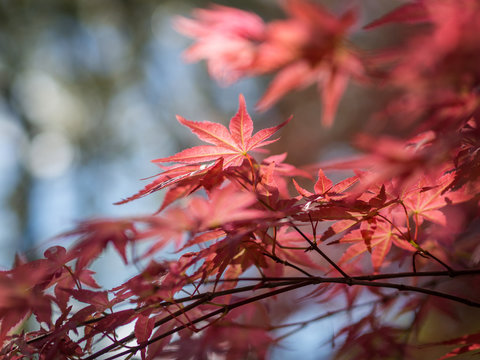 red japanese maple leaves on soft blurred blue background