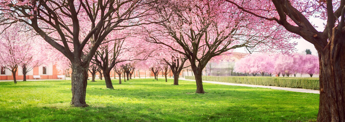 Panorama of Cherry blossom trees Alley in garden on a fresh green lawn at sunset © honzahruby