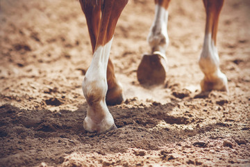 The thin, elegant legs of a sorrel horse with unshod hooves that raise dust in the air as they walk...