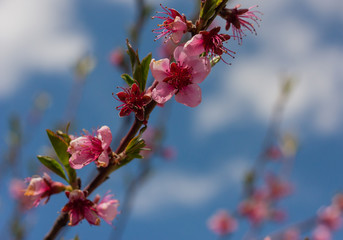 A branch of a decorative apple tree with beautiful pink flowers against a blue spring sky.