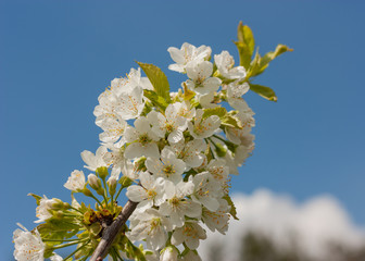 Fruit tree branch with white flowers on a background of blue spring sky.