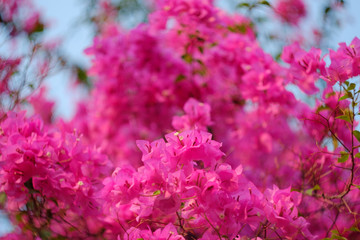 Magenta bougainvillea flowers. Blurred background.