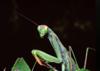 Mantis religiosa Detail Insect Dyctioptera