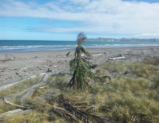 Fototapeta premium Self made Christmas tree on the beach of Gisborne
