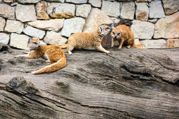 three yellow mongoose (Cynictis penicillata)