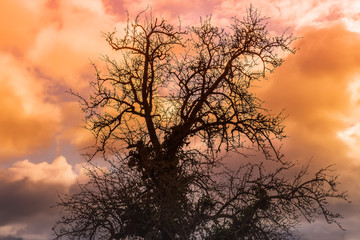 Fototapeta na wymiar Nach dem Sturm farbenreicher Himmel Baum Silouette