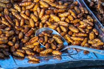 Pupa, silkworm fried food, fried insect larvae snack as exotic in Thailand. Thai cuisine in street food market